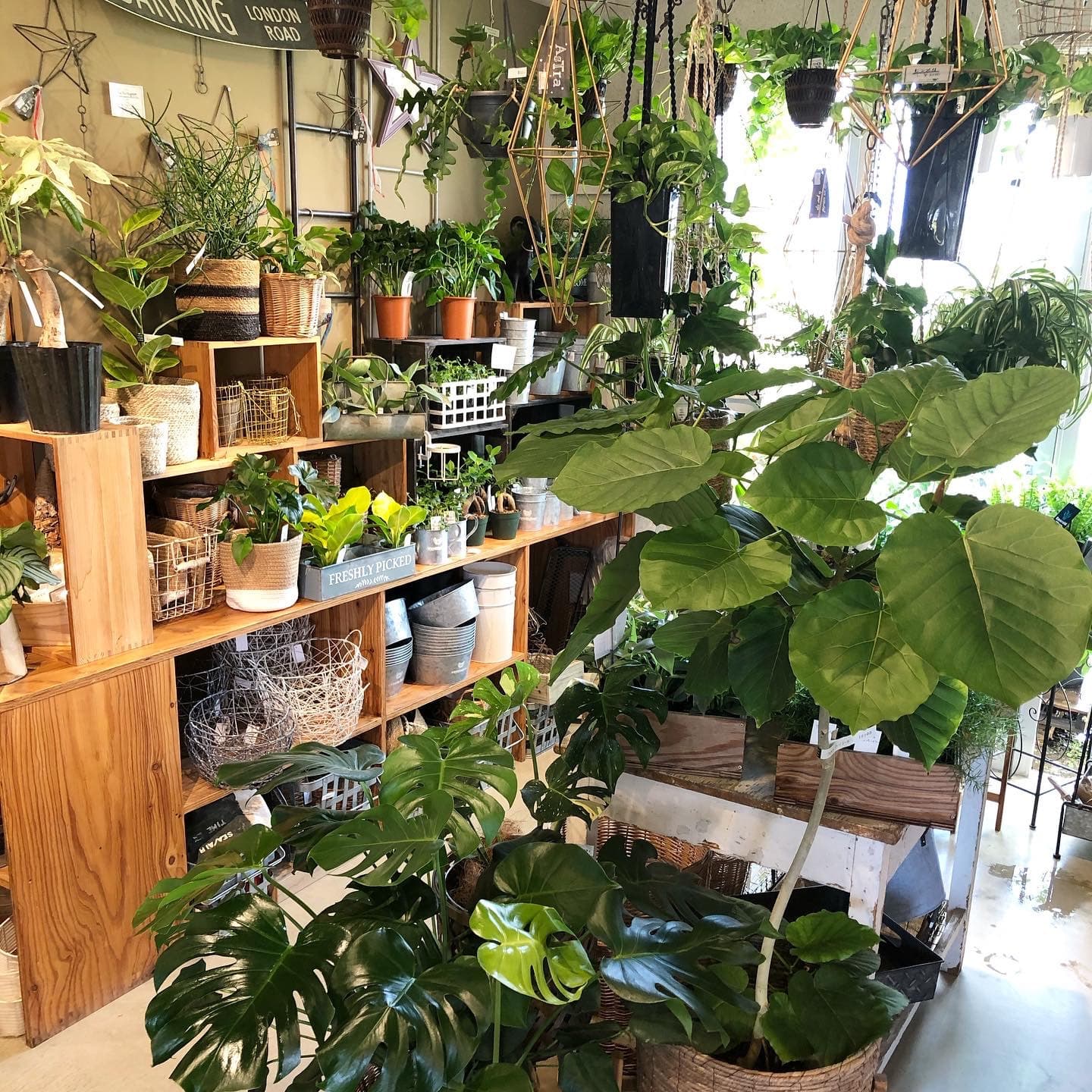 観葉植物入荷