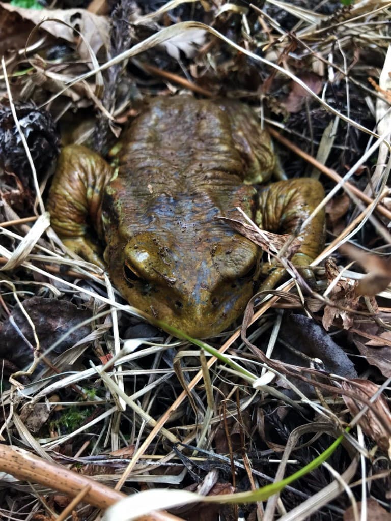 春の自然情報♪
