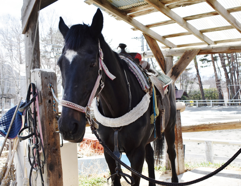 小淵沢町 乗馬体験 屋根付き 山梨のアクティビティ 遊び 体験おすすめスポット