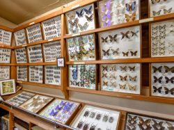 すずらん昆虫館 甲州市 博物館 資料館 2