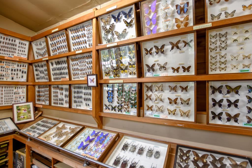 すずらん昆虫館 甲州市 博物館 資料館 2