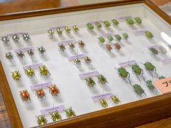 すずらん昆虫館 甲州市 博物館 資料館 5