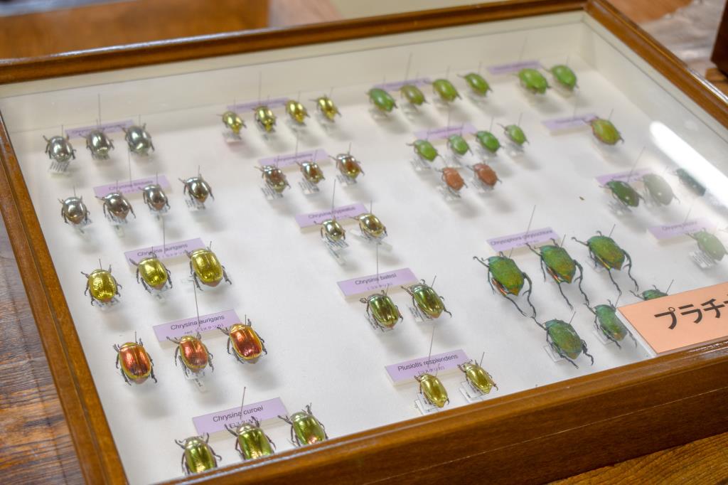 すずらん昆虫館 甲州市 博物館 資料館 5