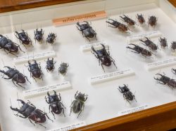 すずらん昆虫館 甲州市 博物館 資料館 4