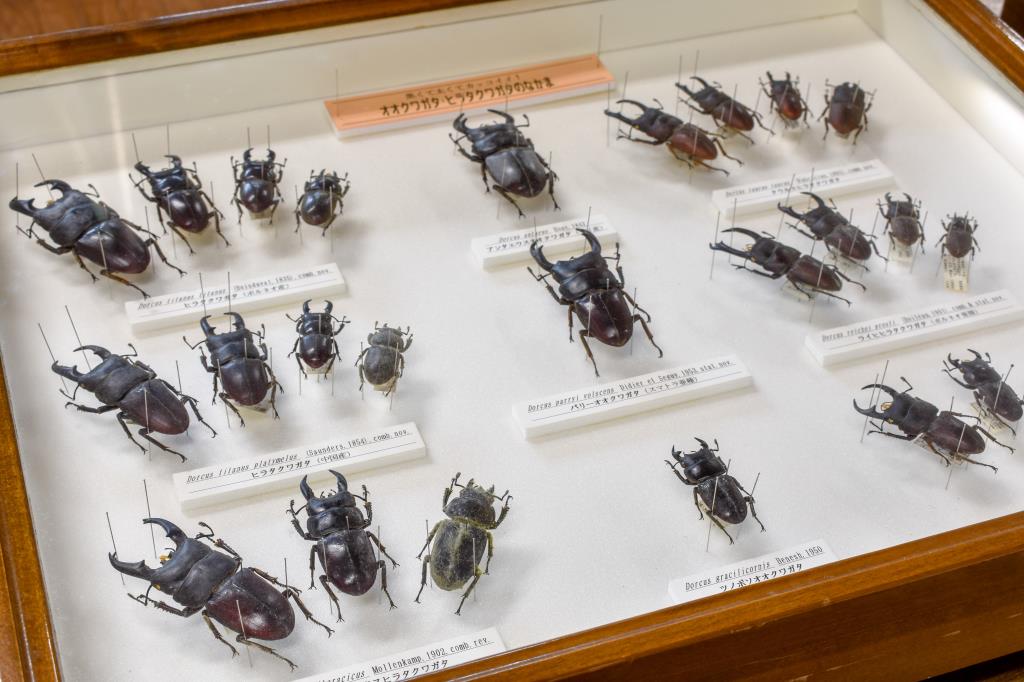 すずらん昆虫館 甲州市 博物館 資料館 4