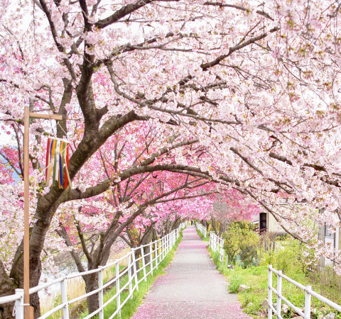 貢川遊歩道の桜