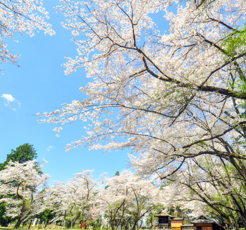 新府城跡の桜