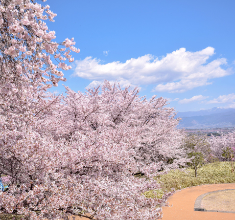 八代ふるさと公園の桜