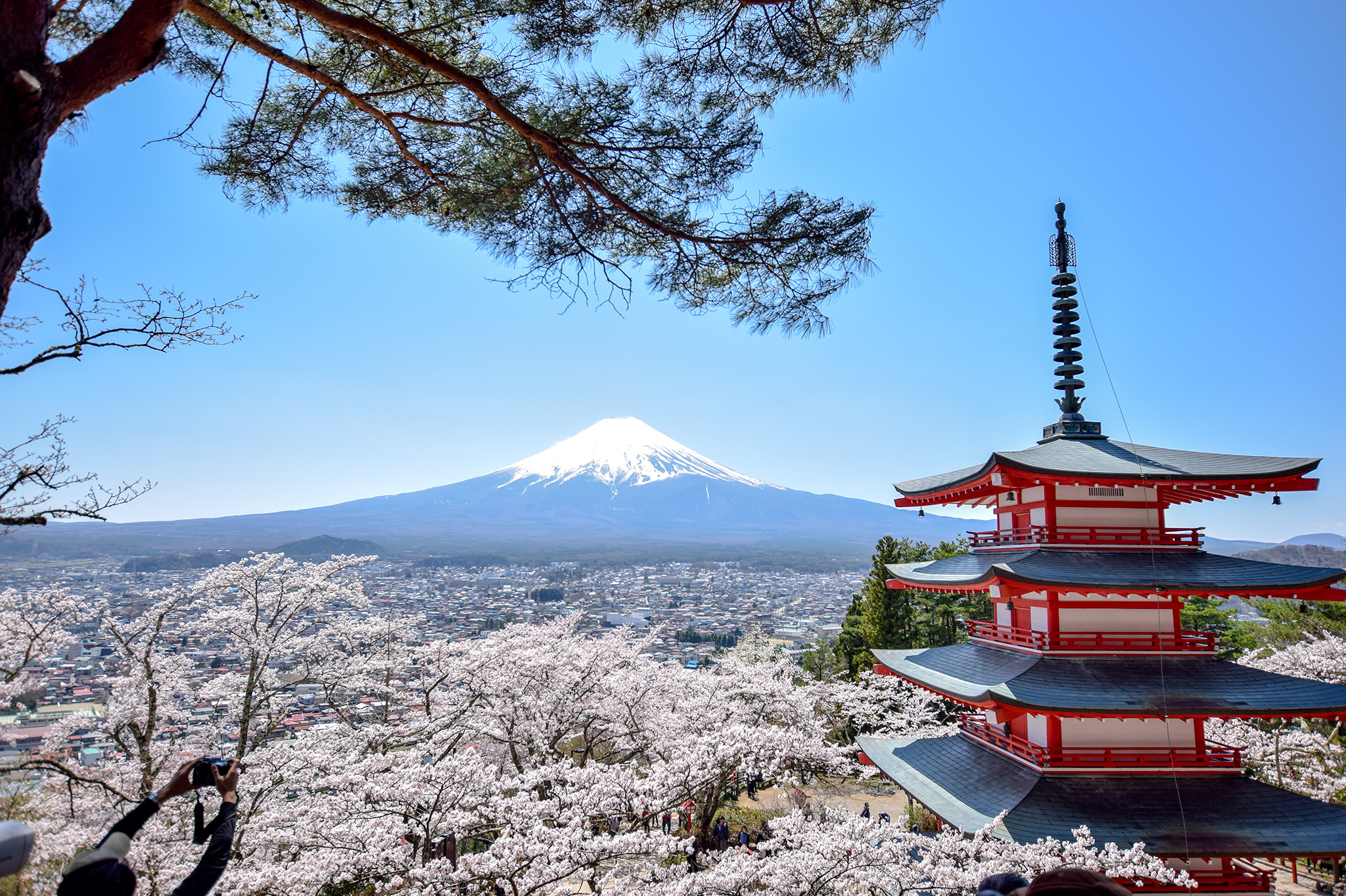 樱山山仙根公园的樱花