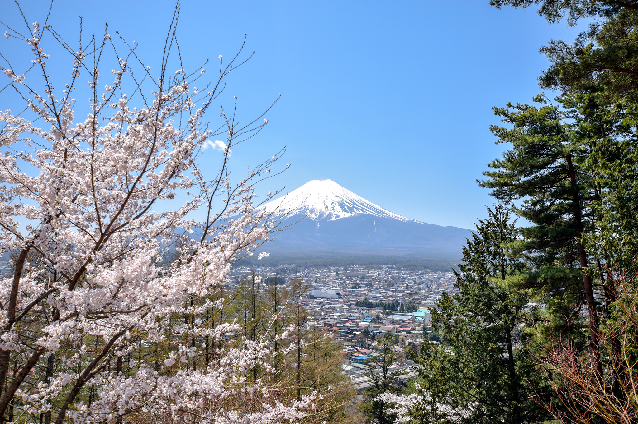新倉山浅間公園の桜 写真3