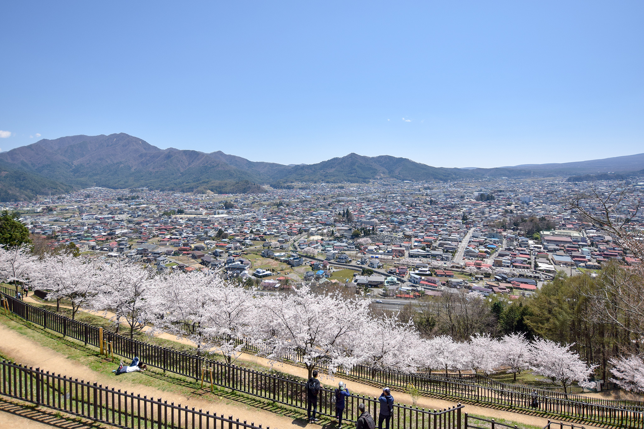新倉山浅間公園の桜 写真5