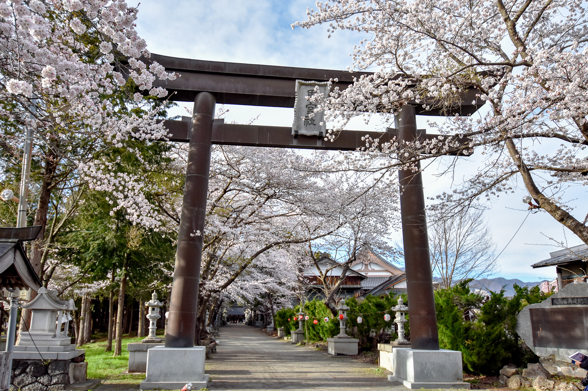 富士御室浅間神社の桜 写真1