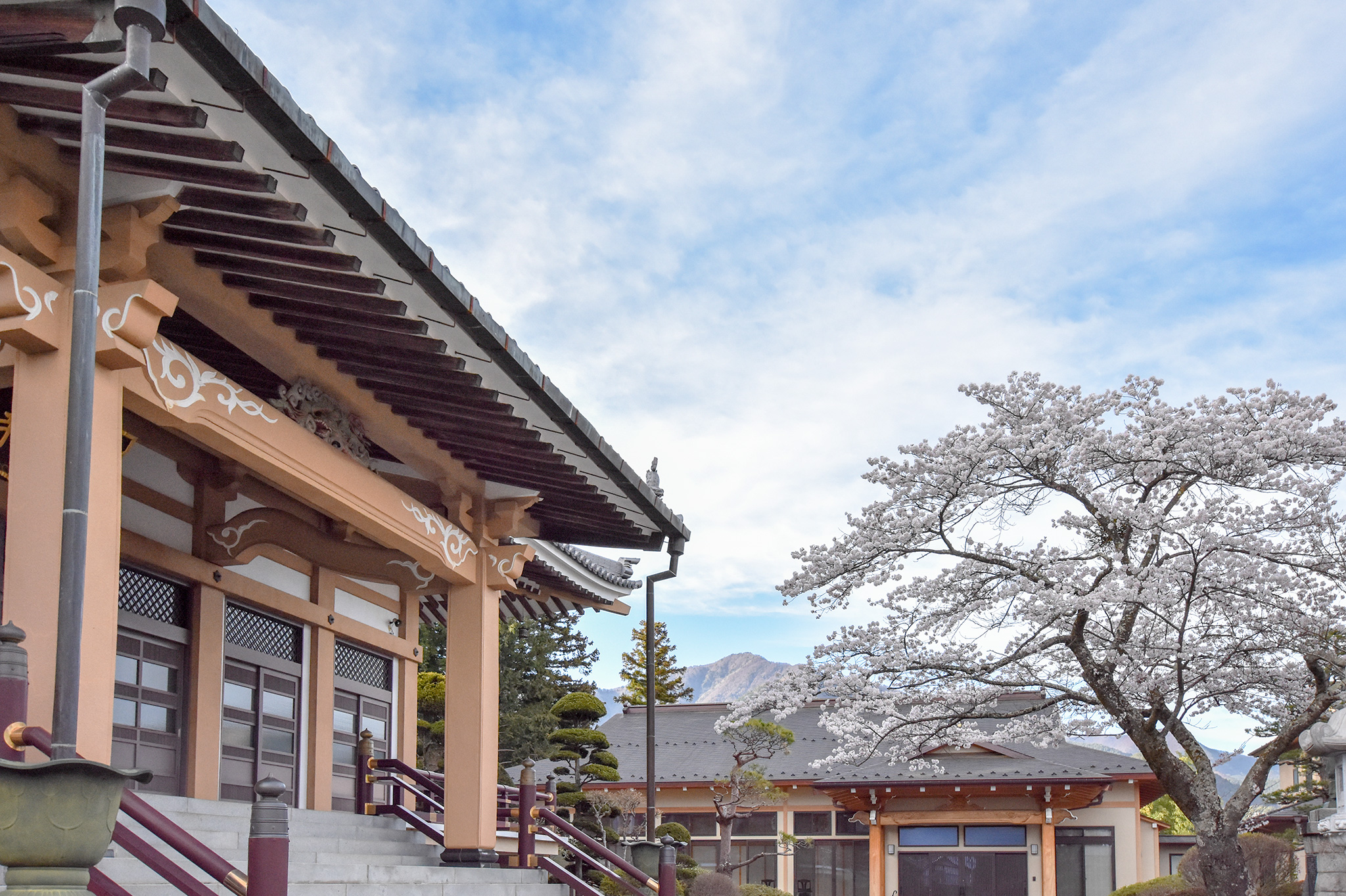 富士御室浅間神社の桜 写真4
