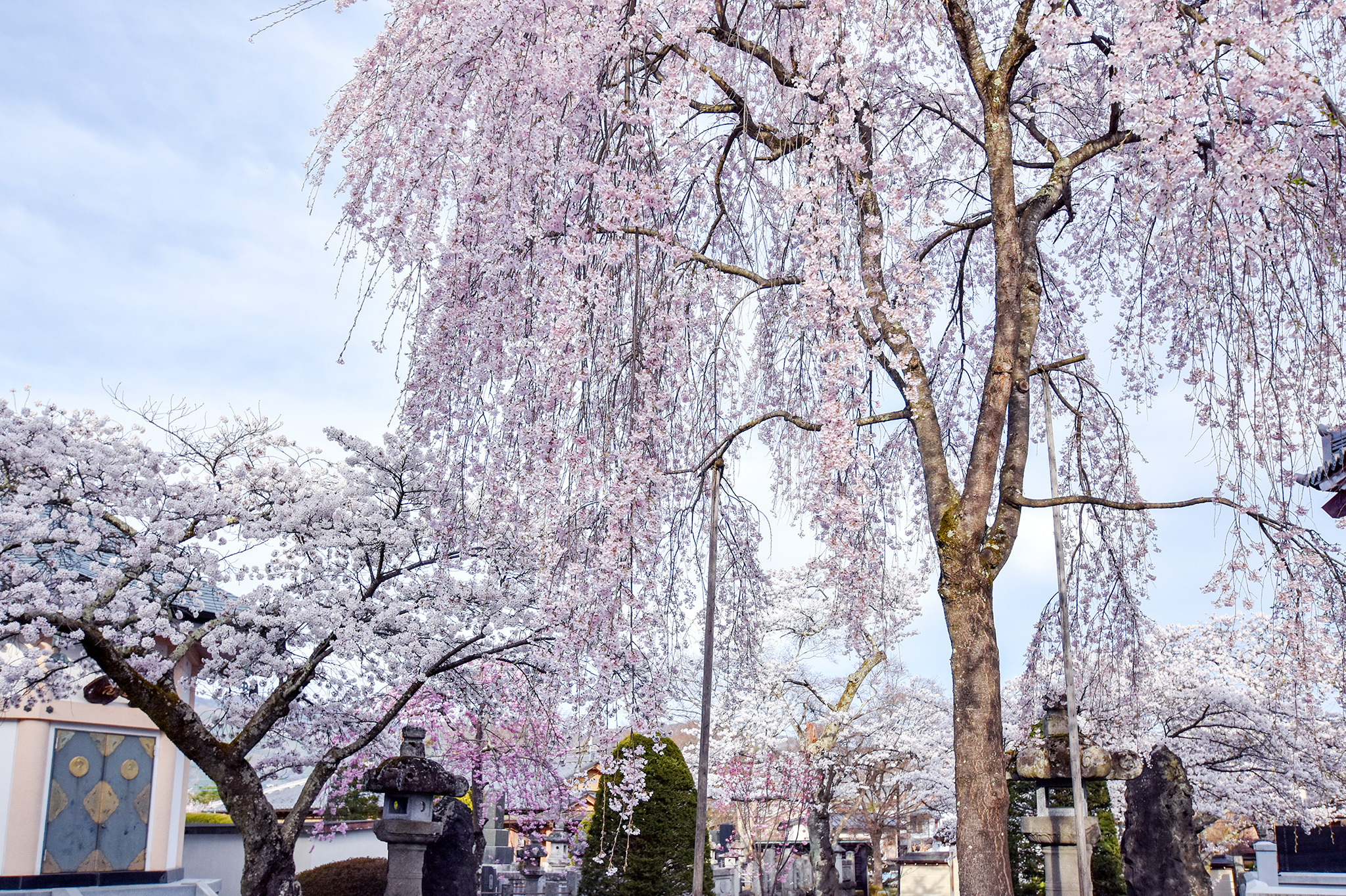 富士御室浅間神社の桜 写真5
