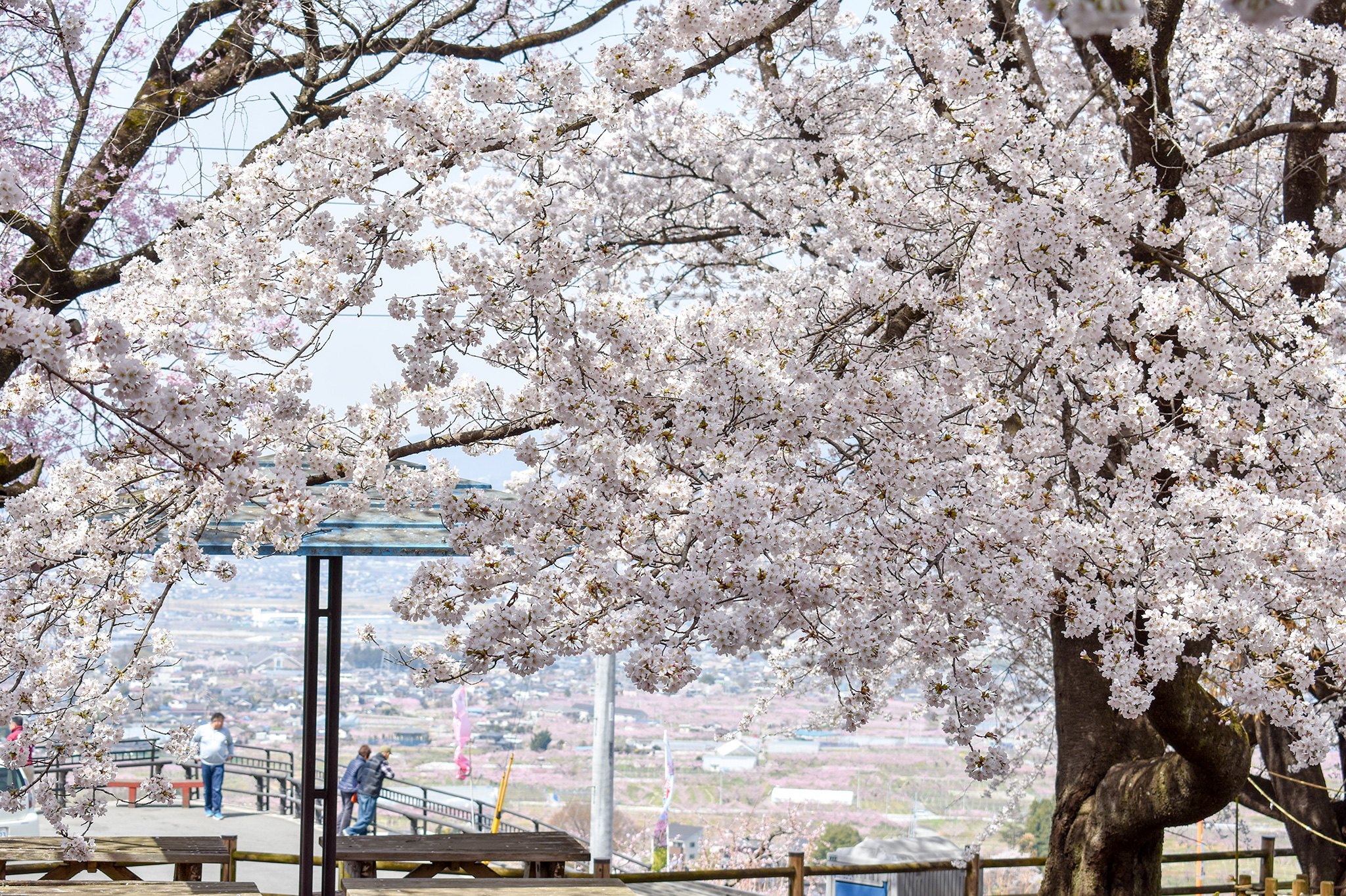 花鸟山一本杉公园的樱花