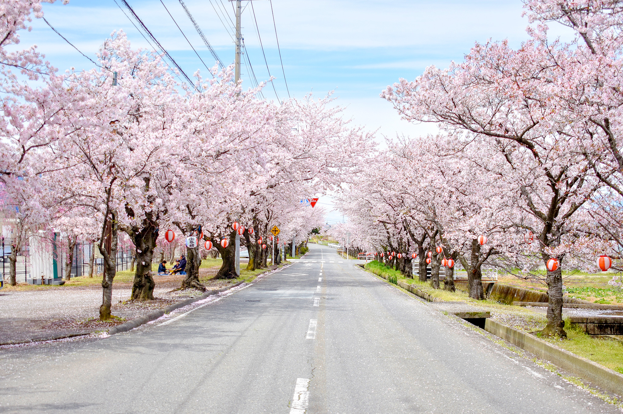 A row of cherry blossom trees for relaxation