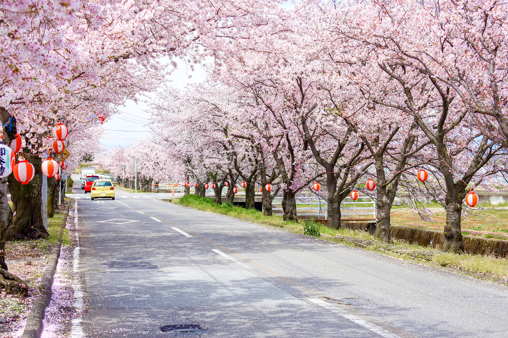 憩いの桜並木 写真2