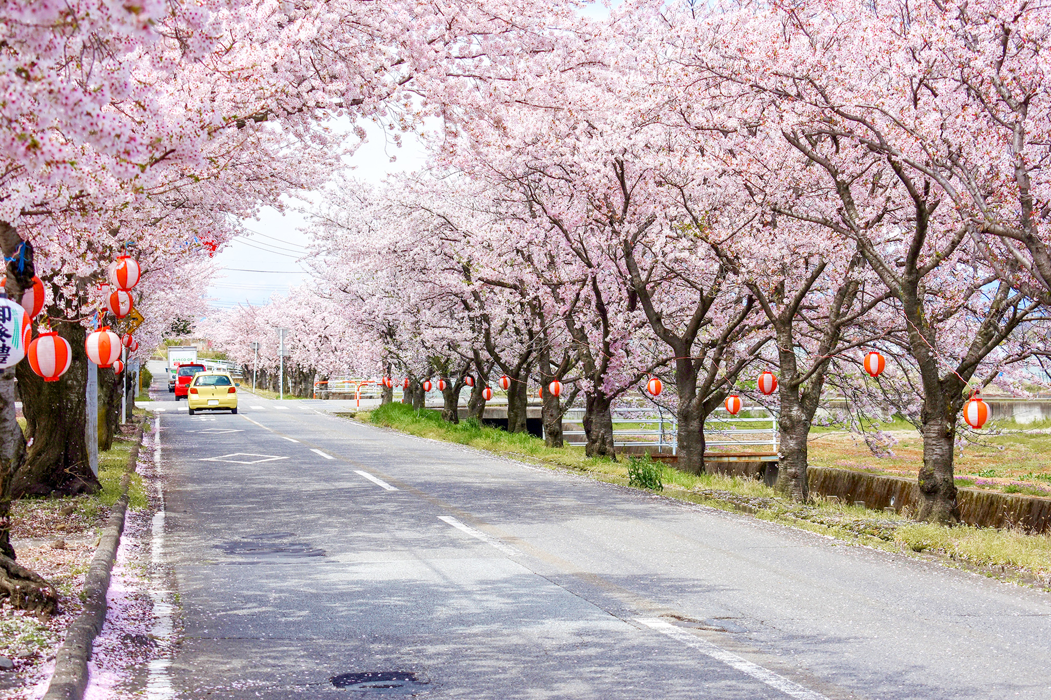 山憩いの桜並木 南アルプス市 山梨の人気お花見スポット春 Porta