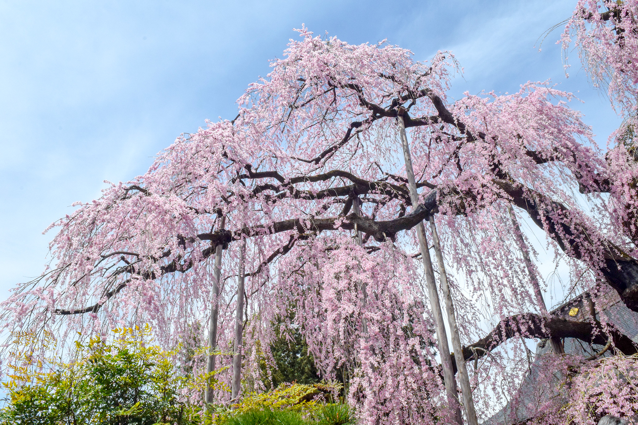 慈雲寺の桜 写真2
