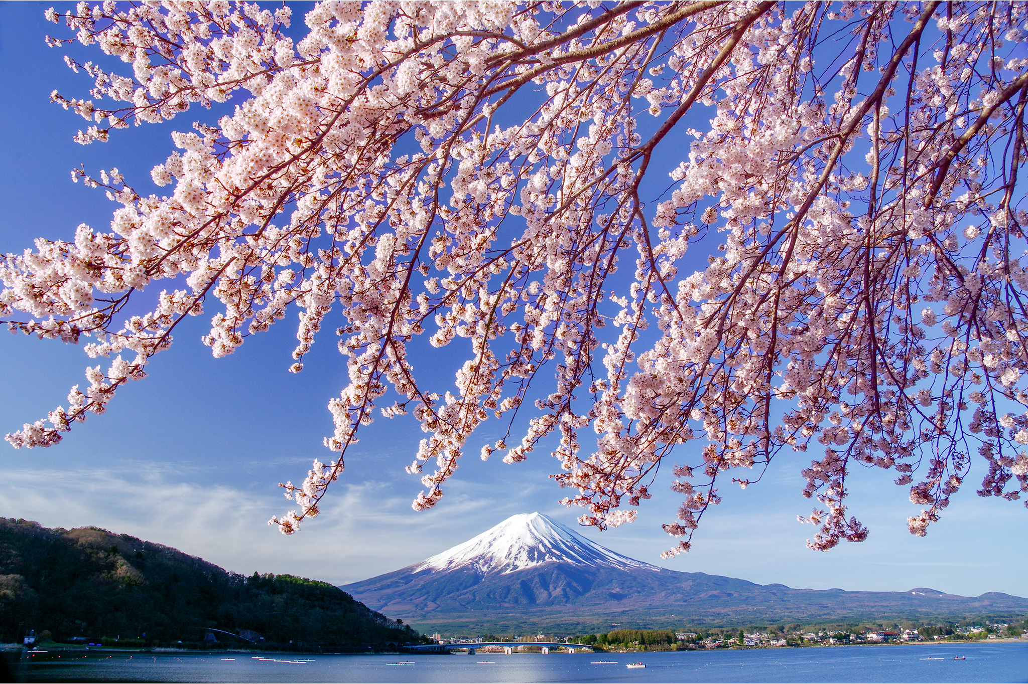 川口湖北岸的樱花