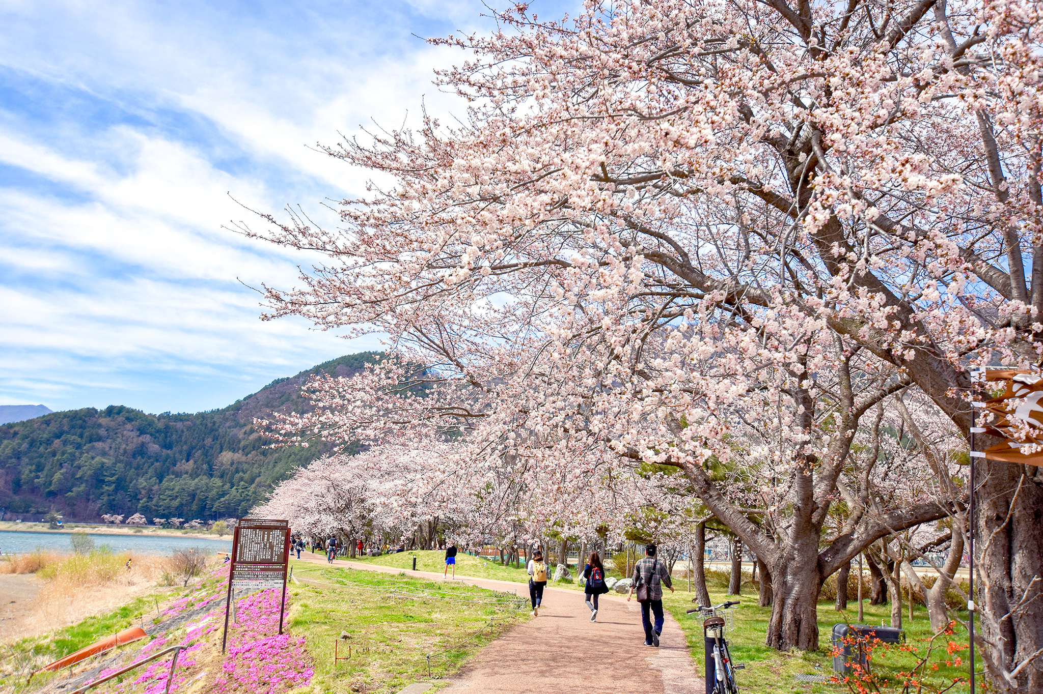 河口湖北岸の桜 写真4