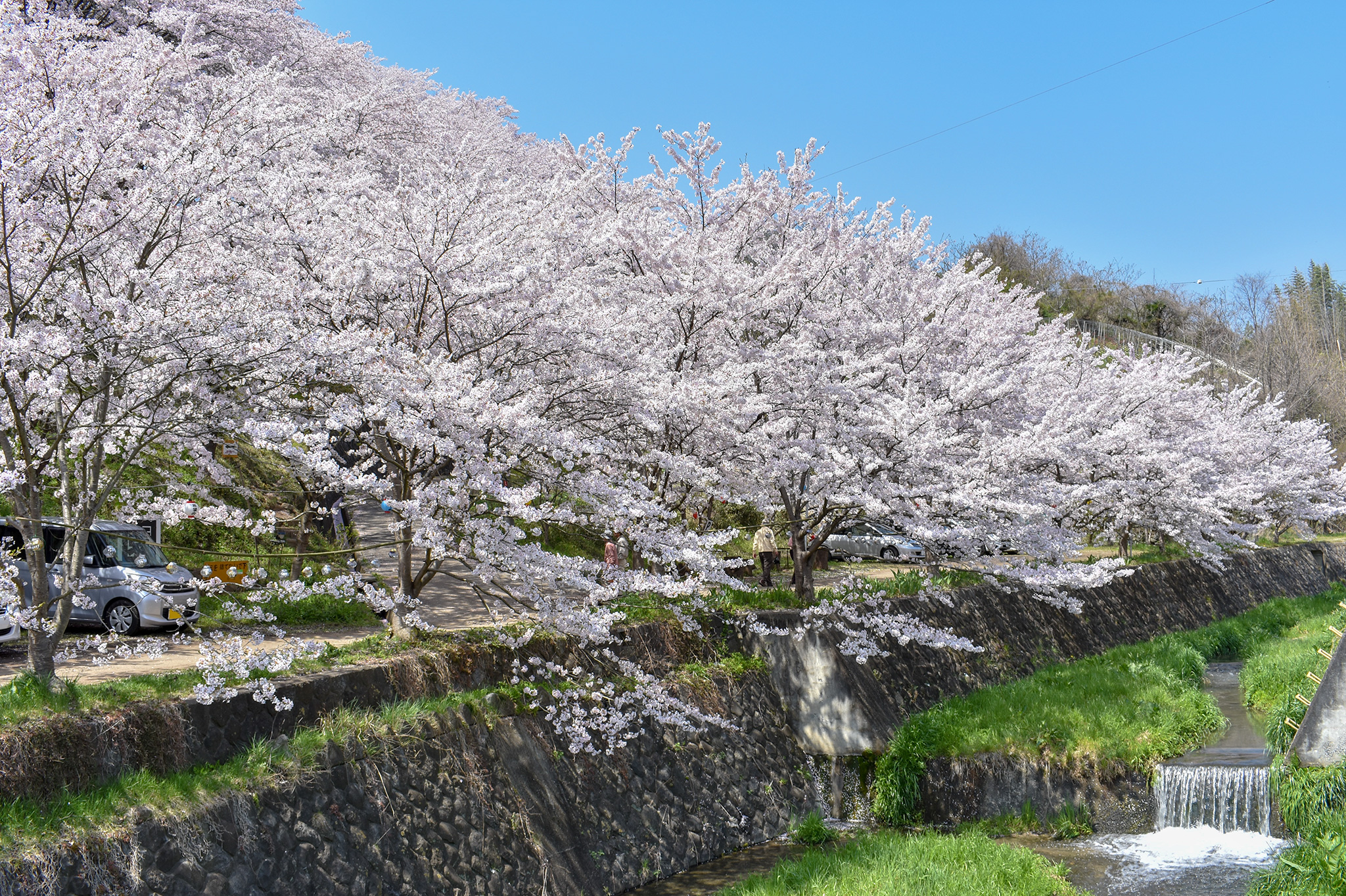 荒神山の桜