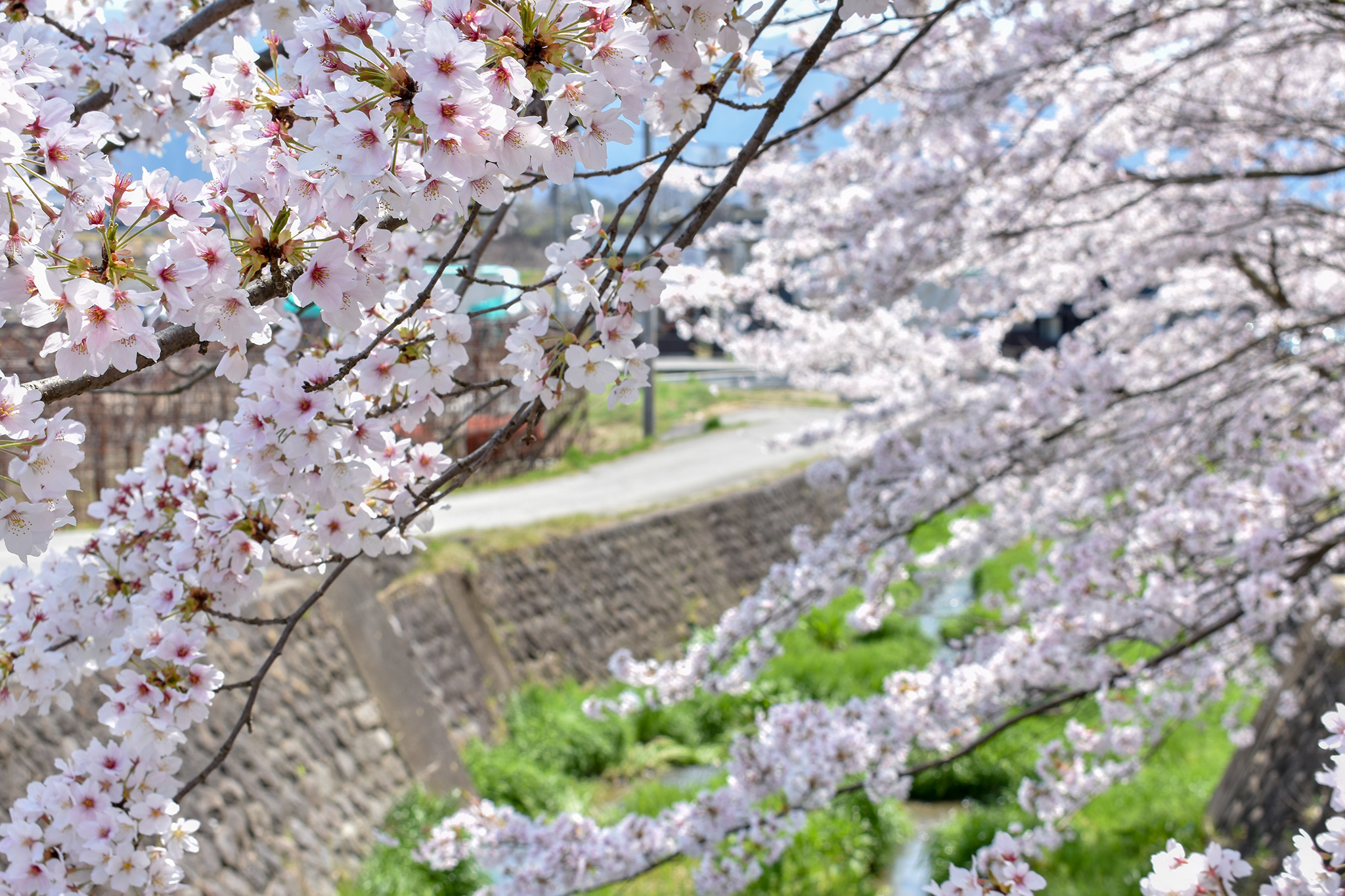 荒神山の桜 写真3