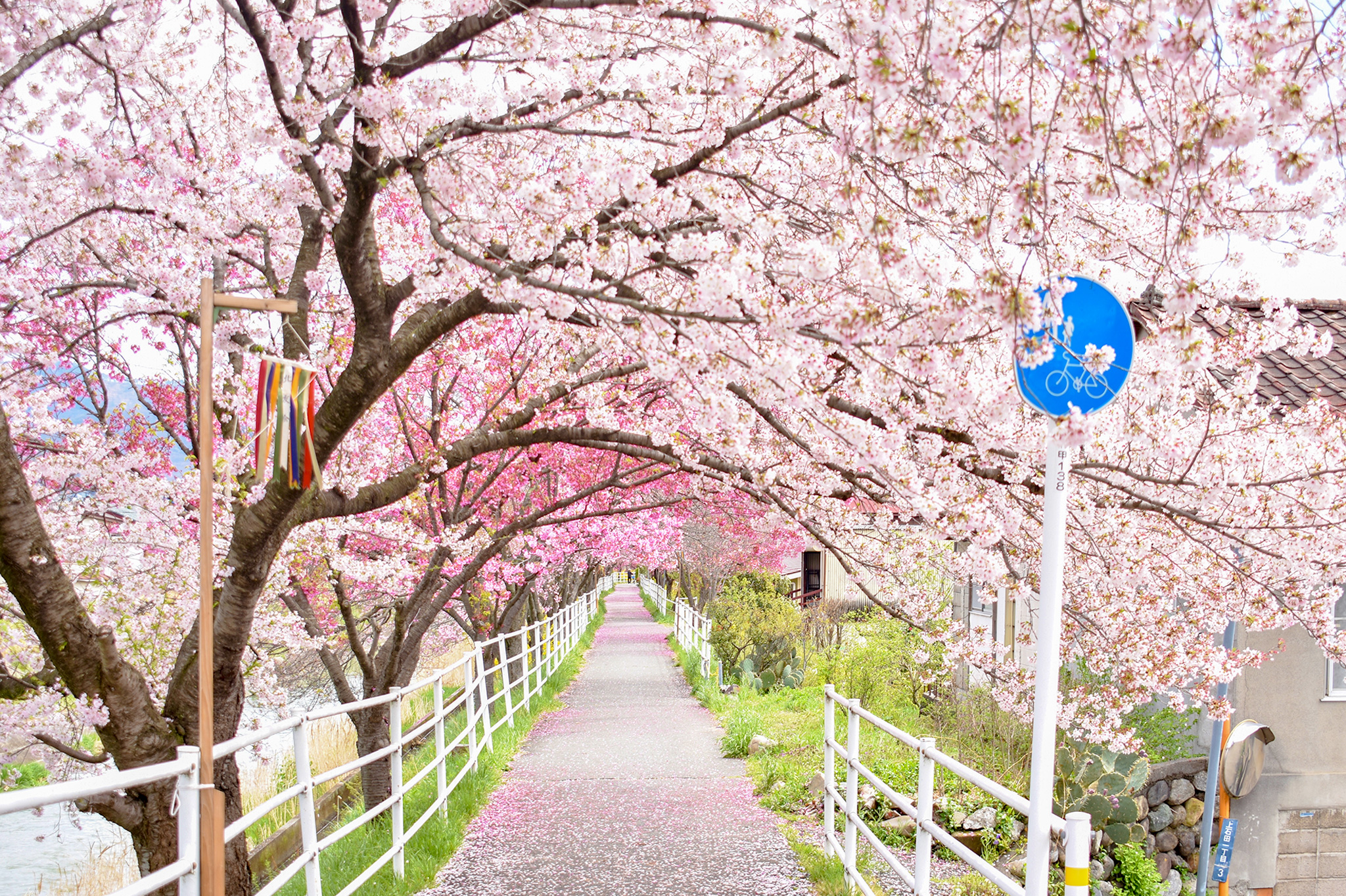 Cherry blossoms on the Kugawa promenade