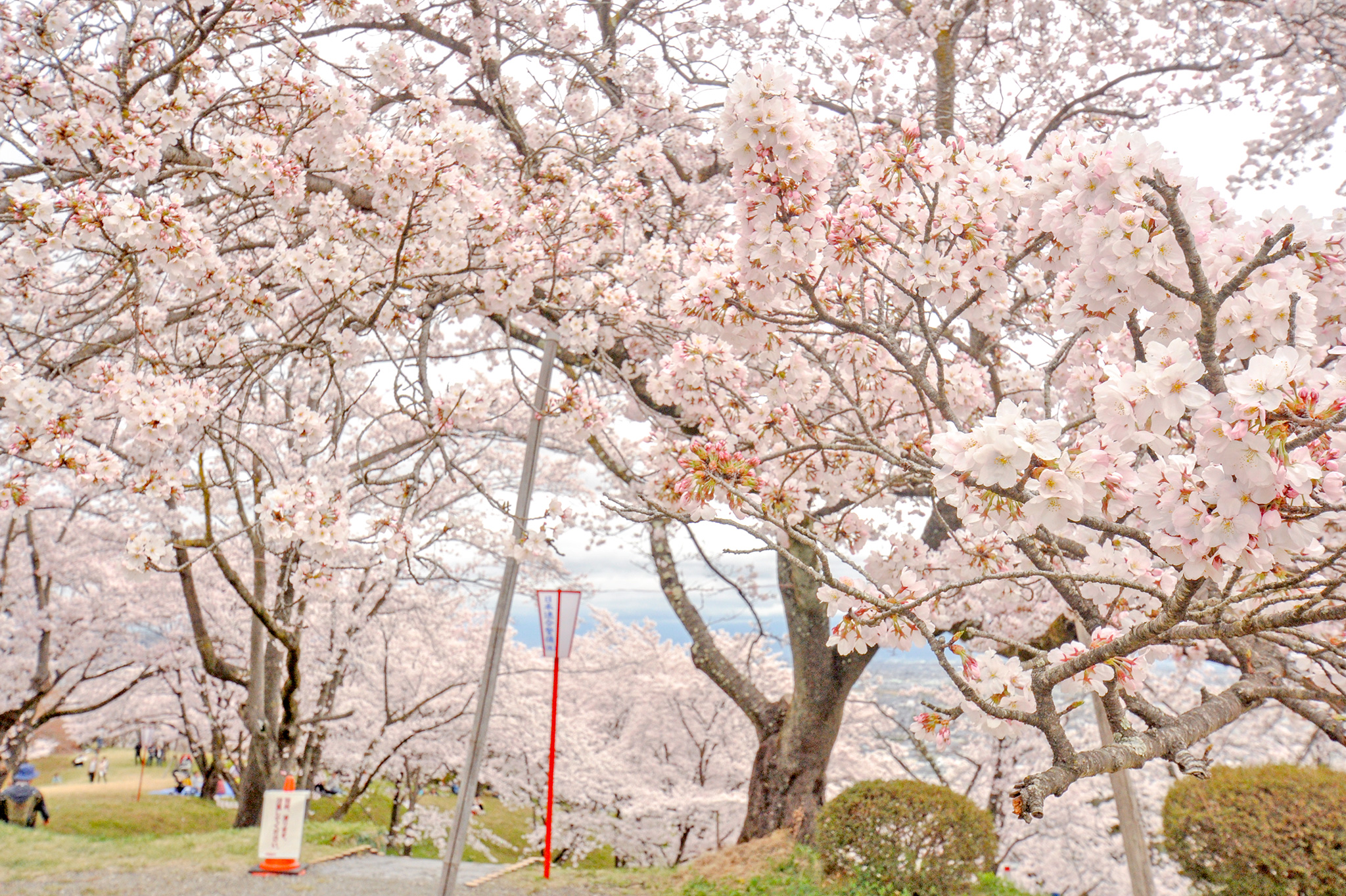 大法師公園の桜 写真2