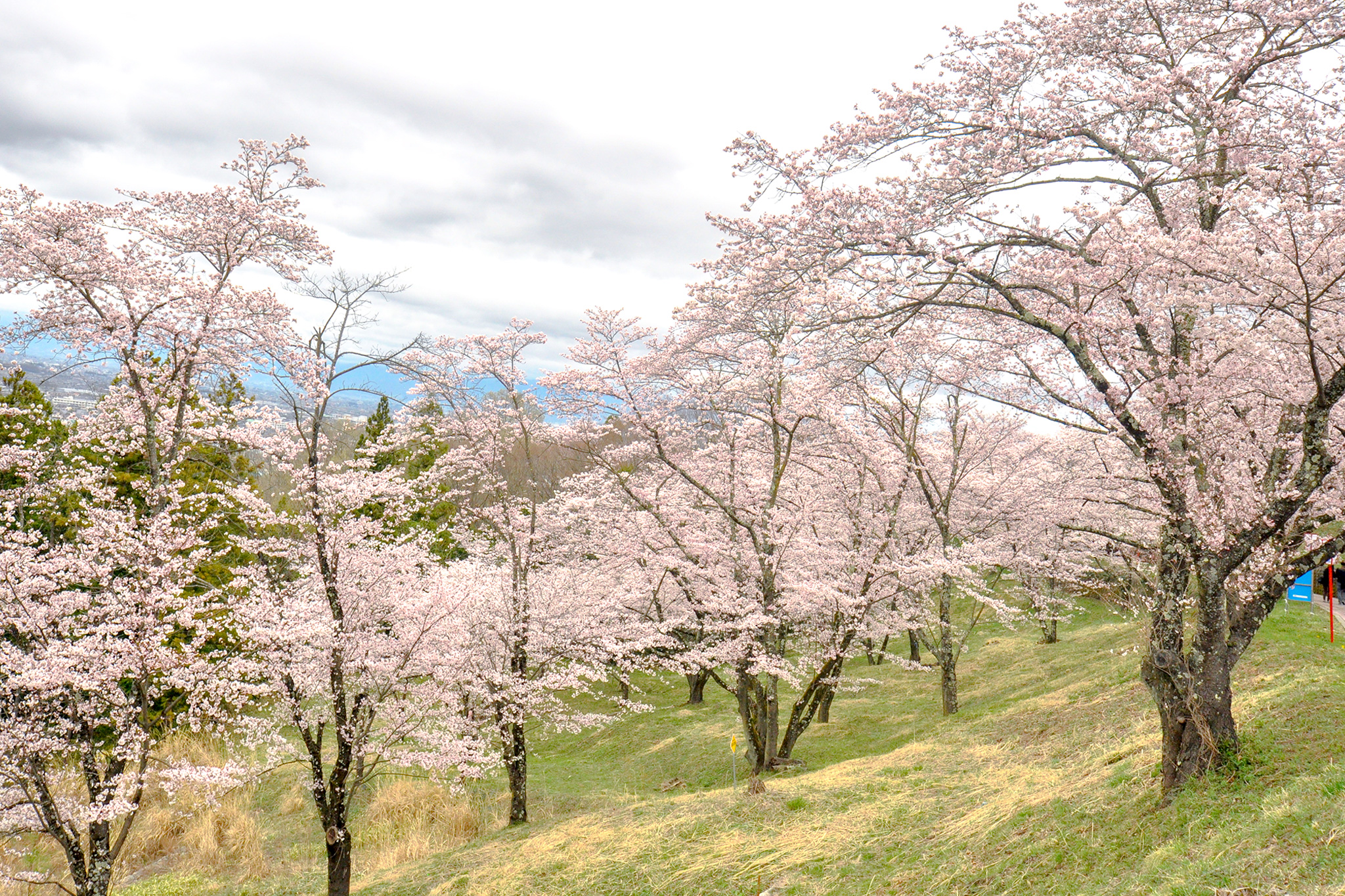 大法師公園の桜 写真3