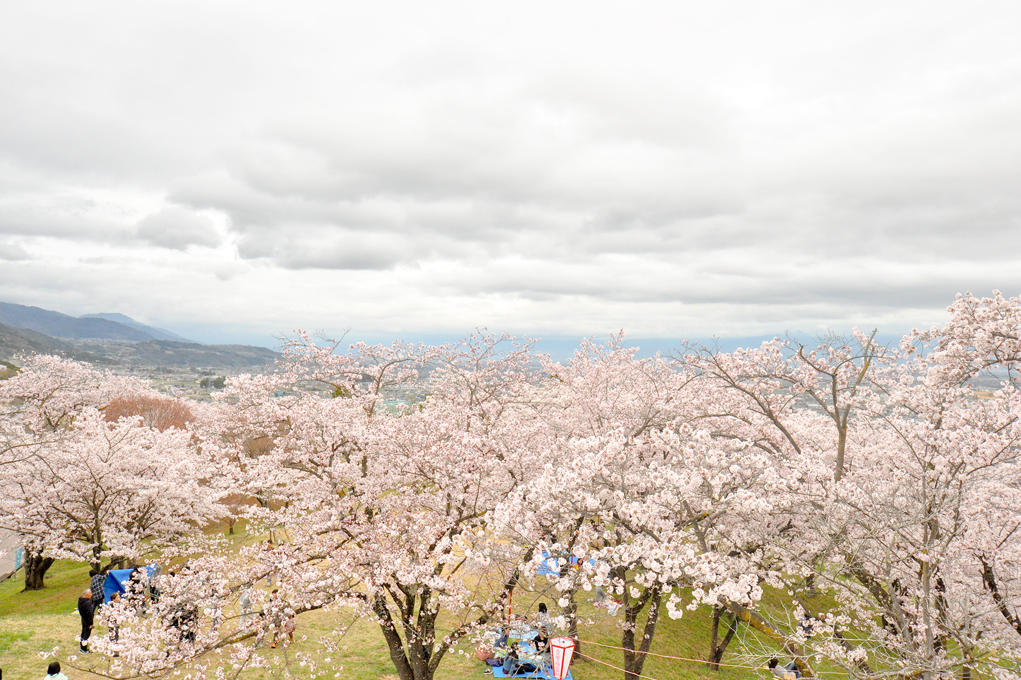 大法師公園の桜 写真4