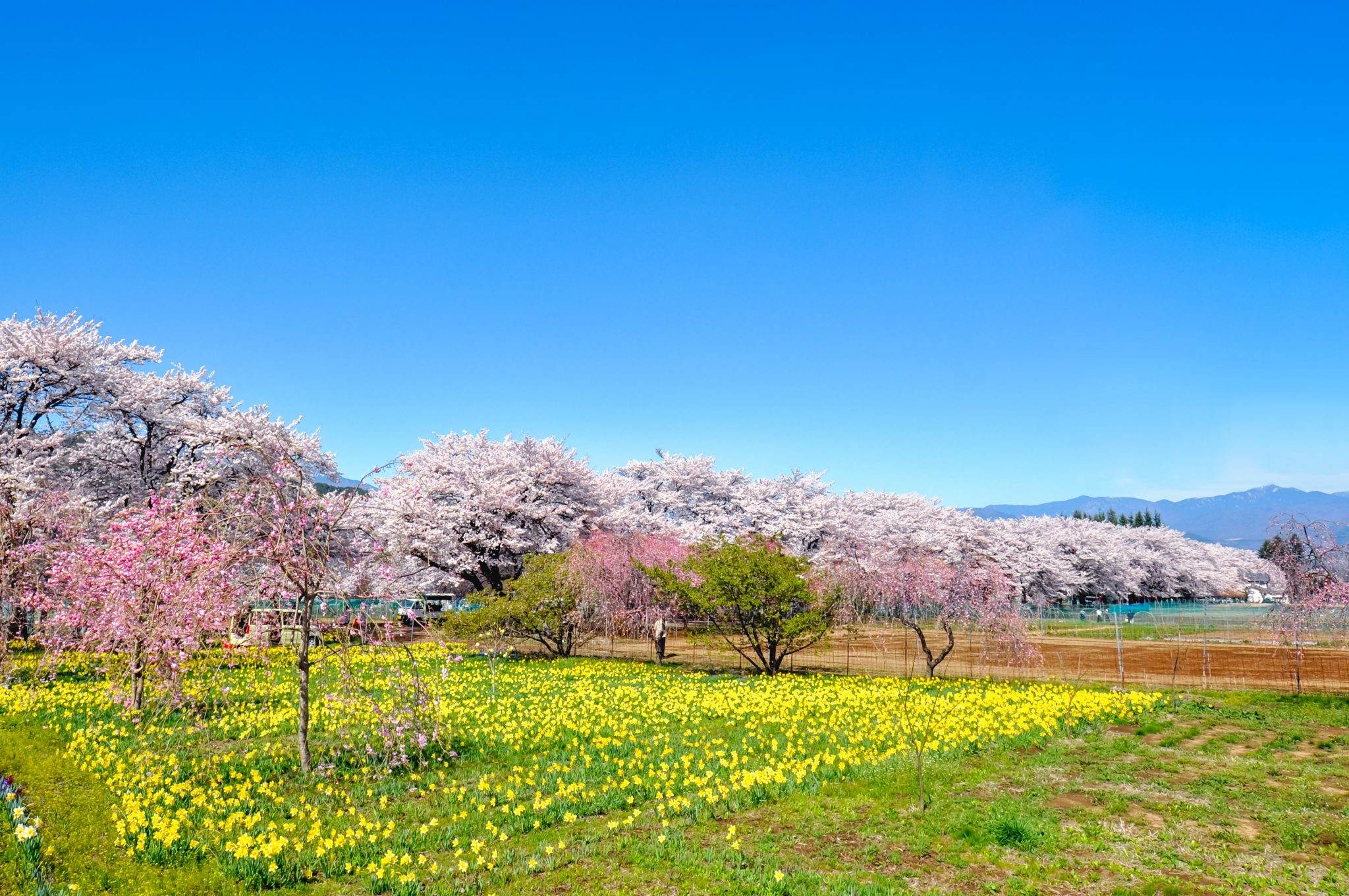 Mahara cherry blossom trees