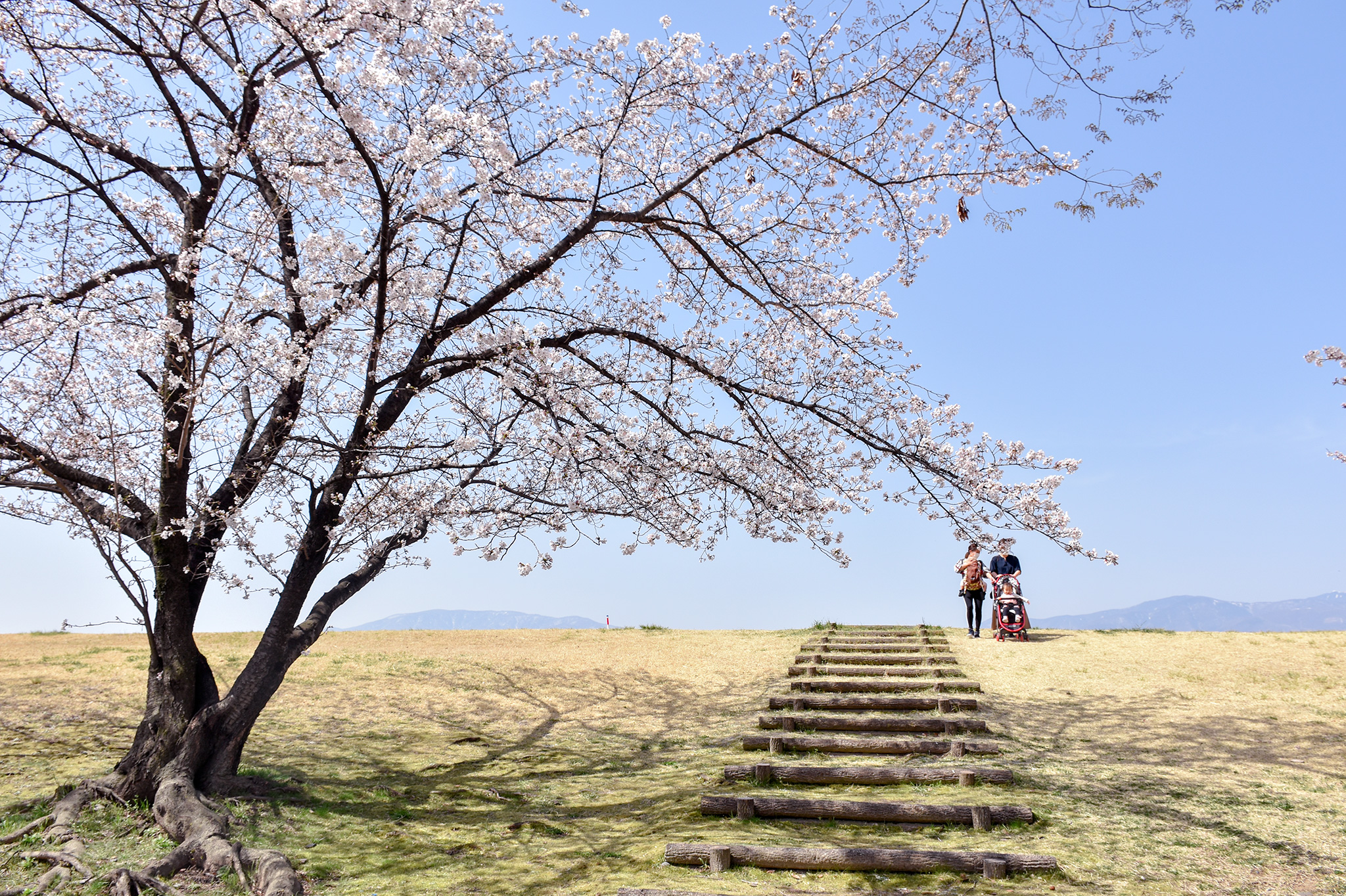 信玄堤公園の桜 写真1