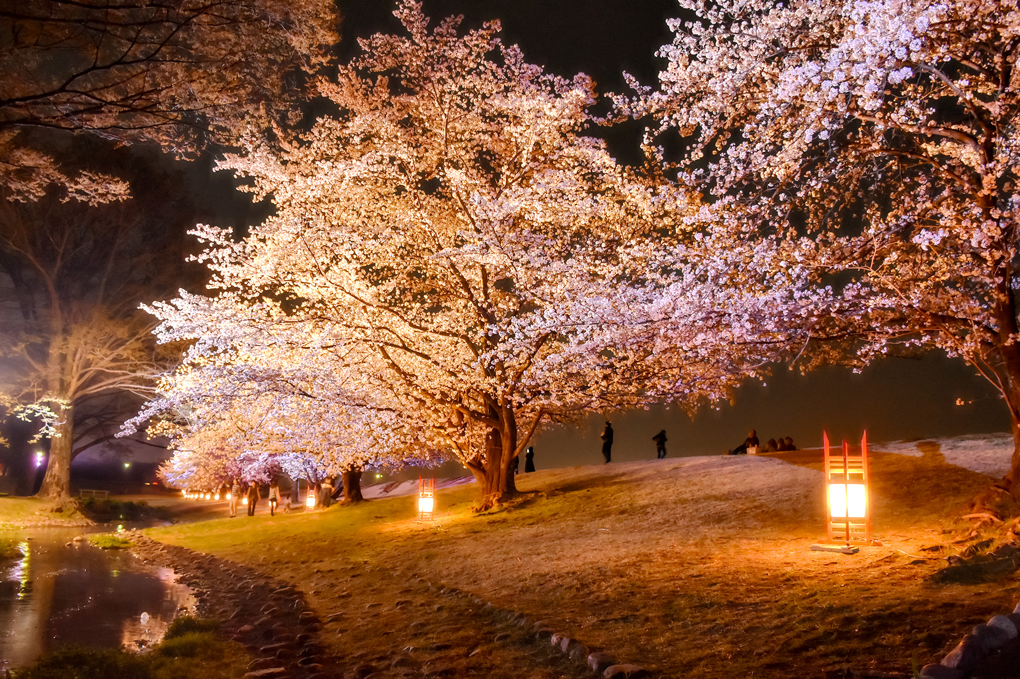 信玄堤公園の桜 写真4