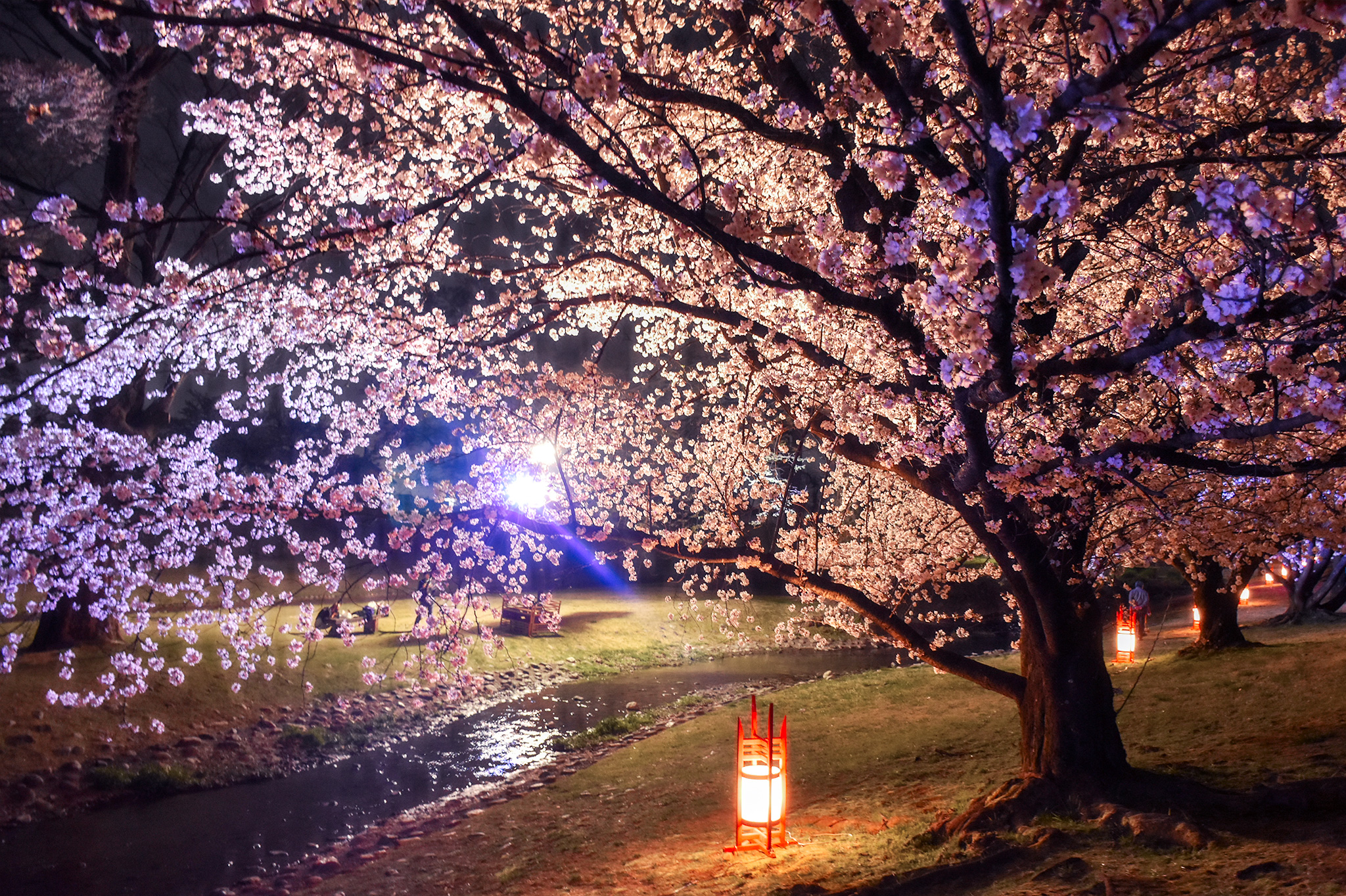 信玄堤公園の桜 写真5