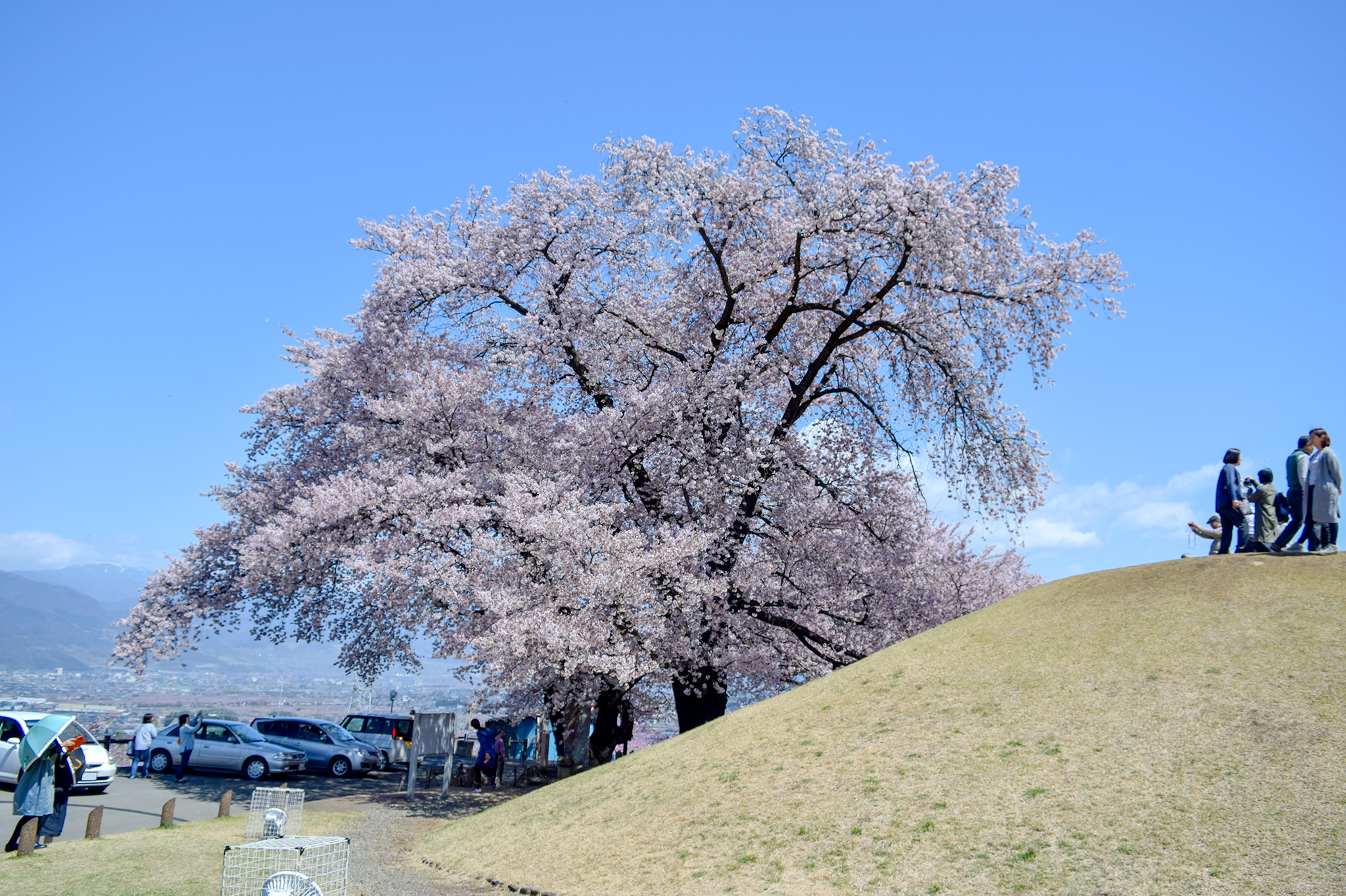 八代ふるさと公園の桜