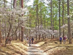 [Fujizakura Festival 2024] Area around Nakanochaya on Mt. Fuji Yoshidaguchi trail