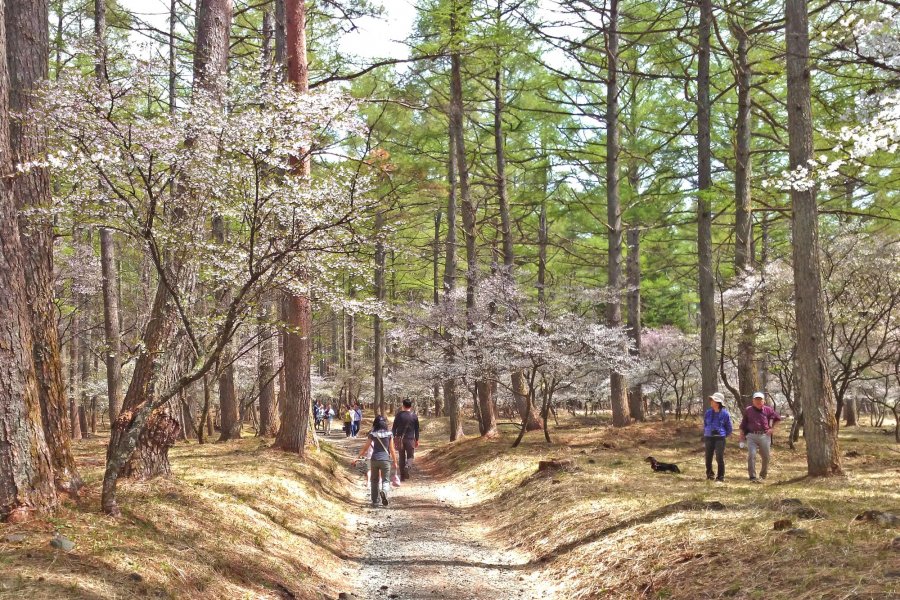 Fujizakura Festival 2024