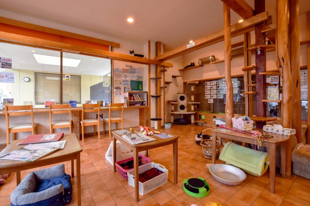 Cat Cafe Hako bu neco昭和町Cat Cafe 2