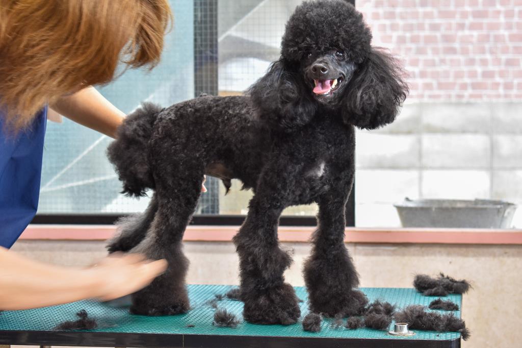 愛犬ハウスタカノ 南アルプス市 ペットショップ 4