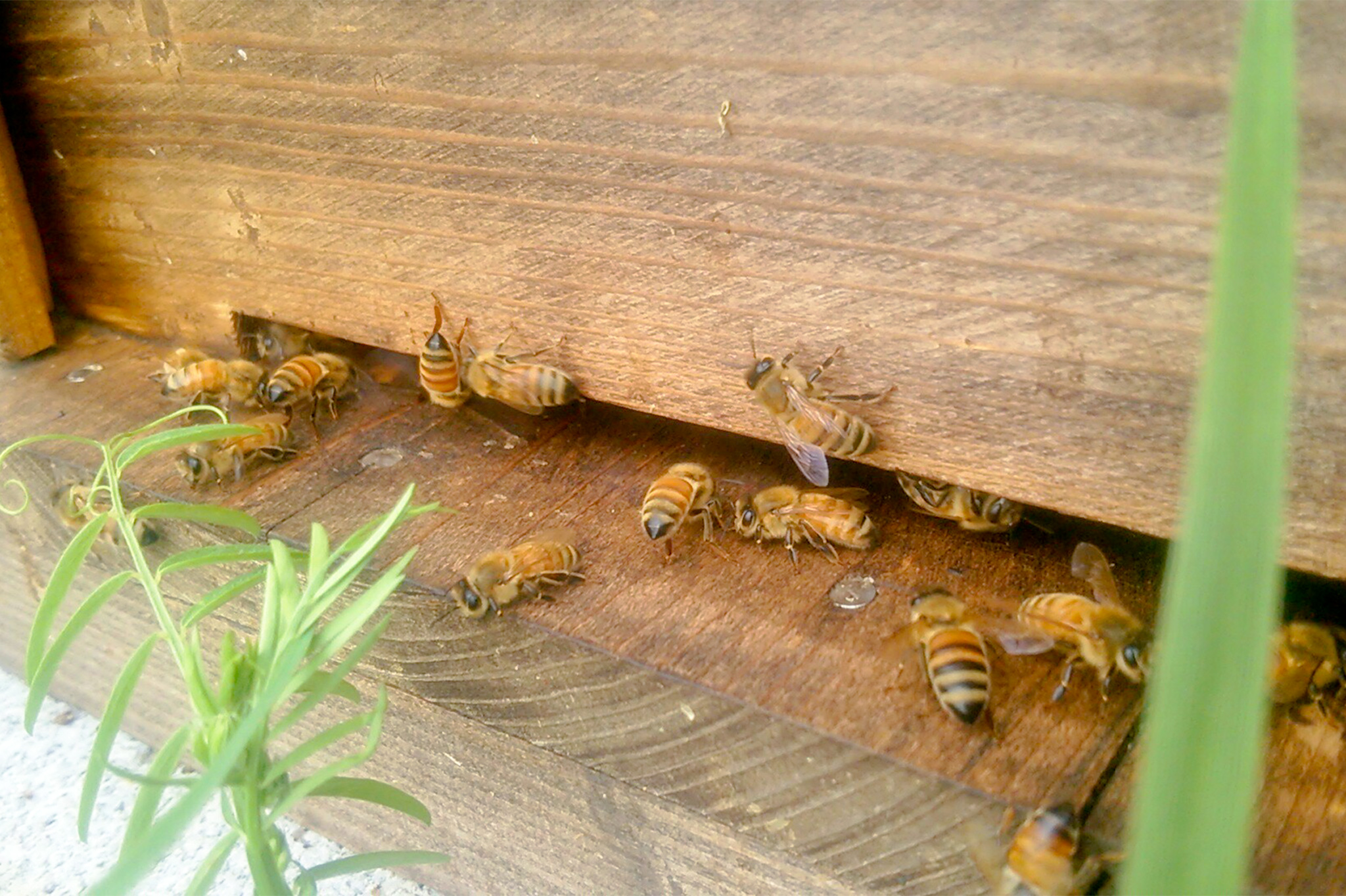 蜜蜂生活的养蜂人|梅泽直美
