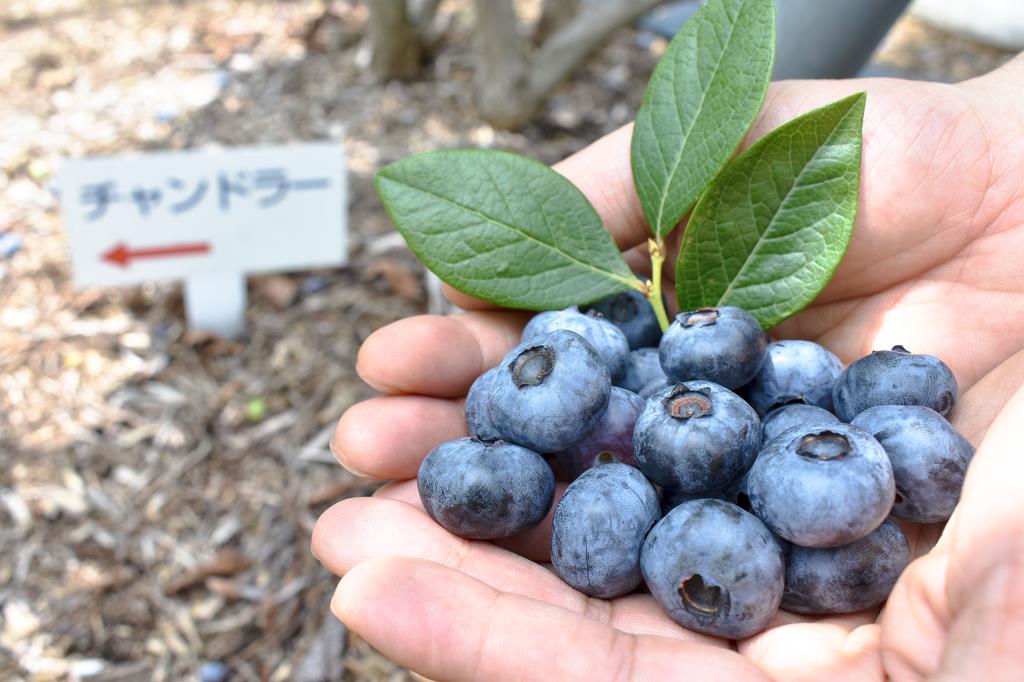 ブルーベリー摘み取り体験 臼田和地区 鳴沢村 観光農園・フルーツ狩り 5