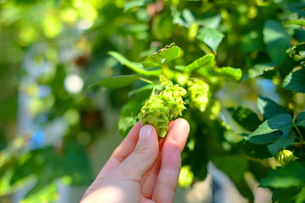 不断努力的年轻啤酒花农民|吉林小森