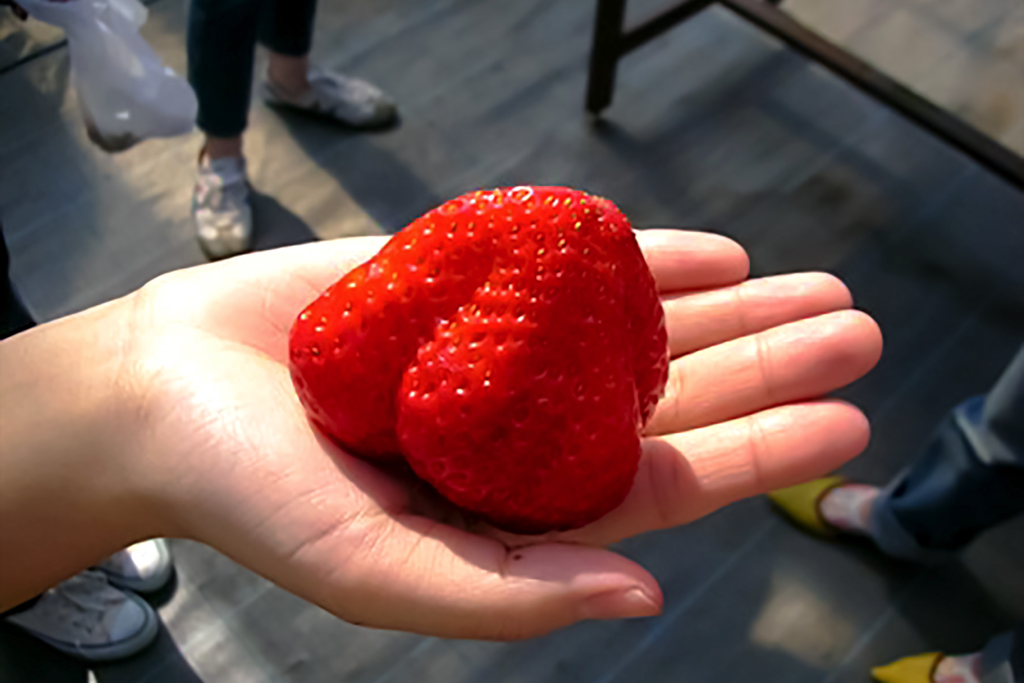 グルメいちご館前田の完熟いちご