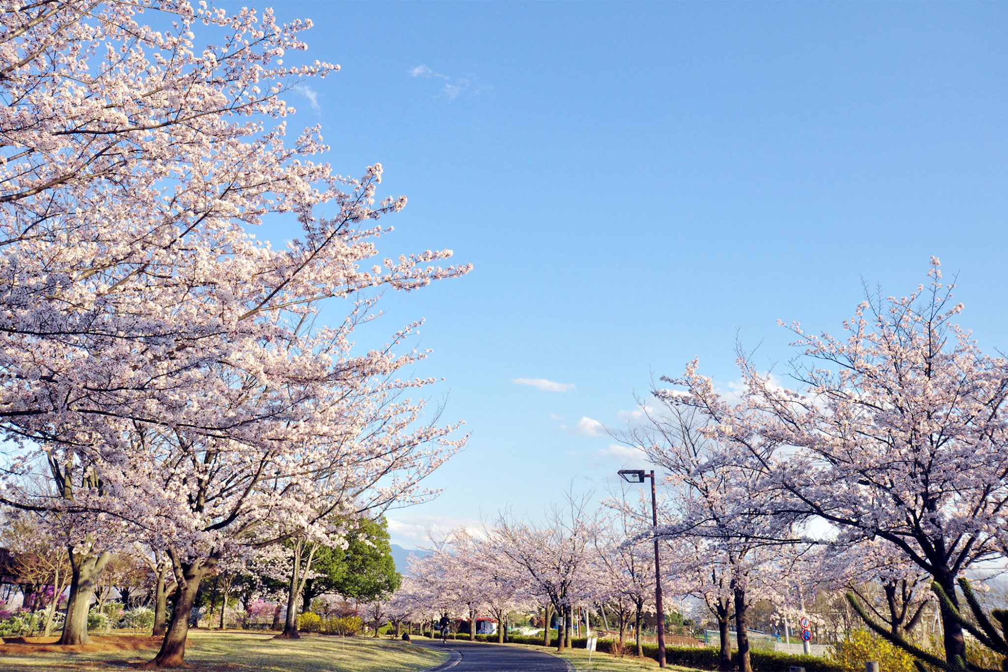 ドラゴンパークの桜 写真3
