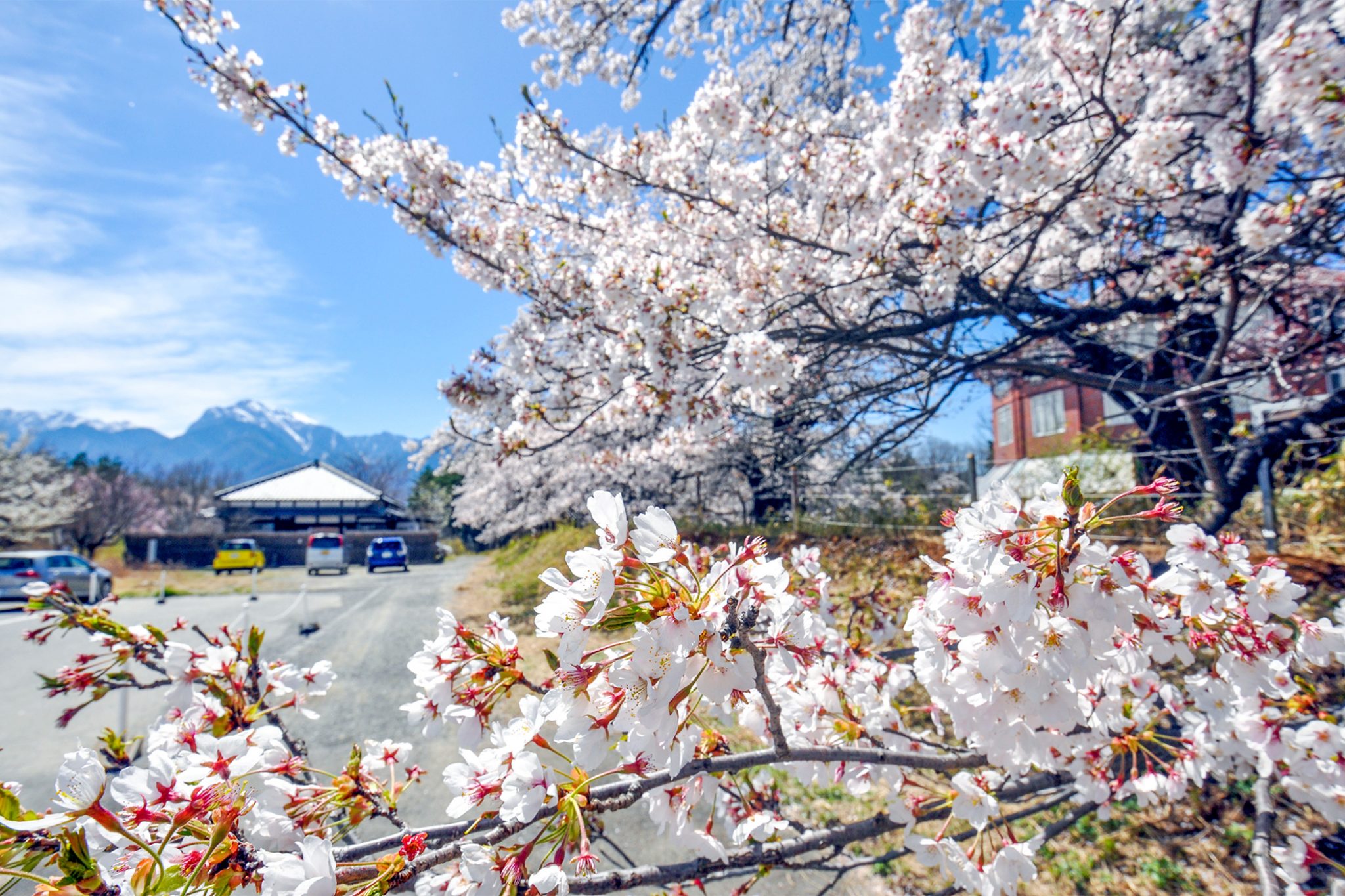 清春の桜 北杜市長坂町 山梨のさくらの名所 Porta