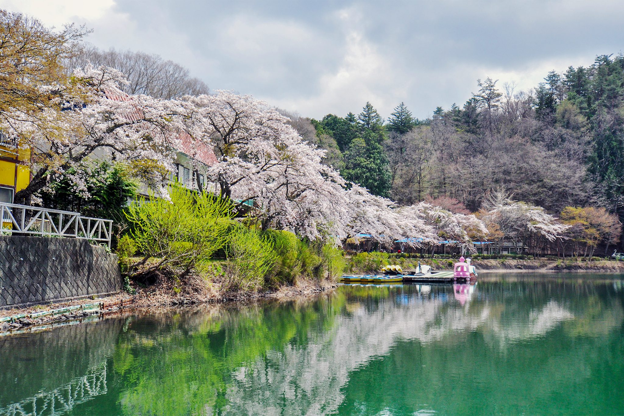 Cherry blossoms at Lake Shibiren