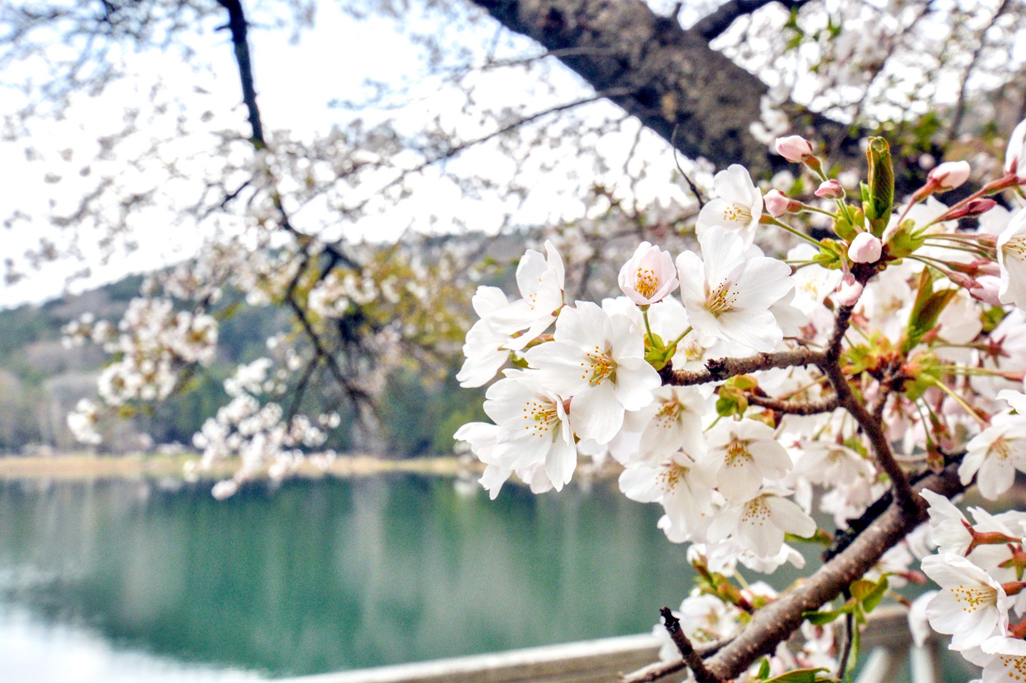 四尾連湖の桜 写真4