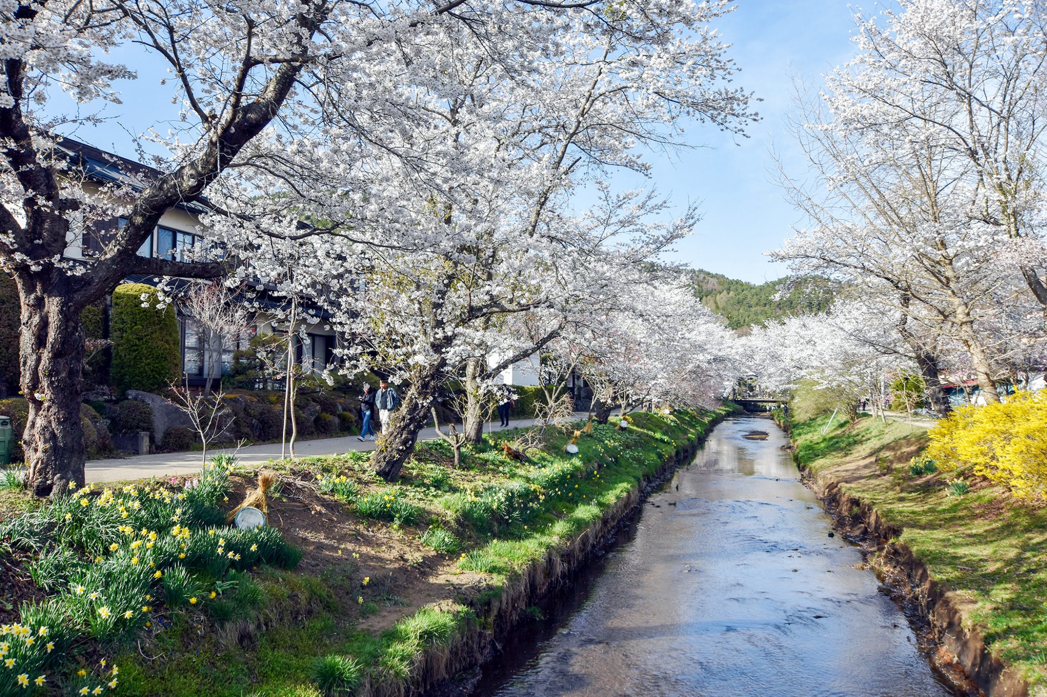 新名庄川沿いの桜 写真3