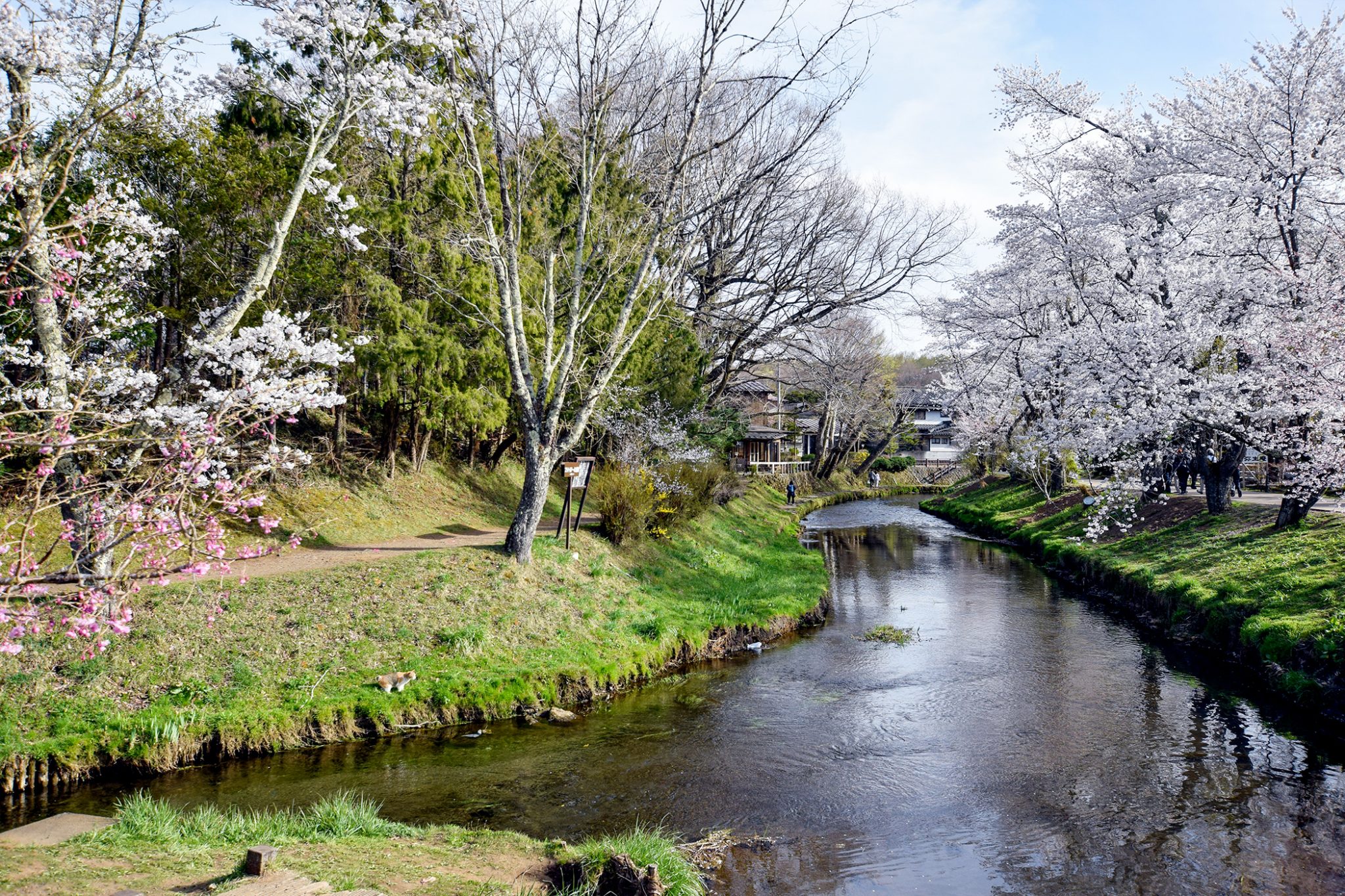 新名庄川沿いの桜 写真4